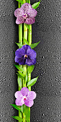 Панель ПВХ 250х2700х8 орхидея 1 351 (10 шт, 6,75 м2) ВЛГ